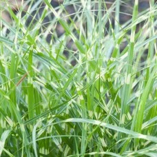 Miscanthus sinensis LITTLE ZEBRA